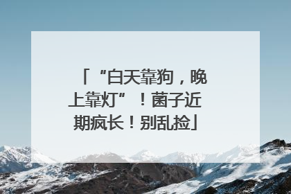 “白天靠狗，晚上靠灯”！菌子近期疯长！别乱捡