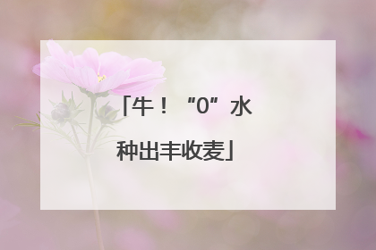 牛！“0”水种出丰收麦