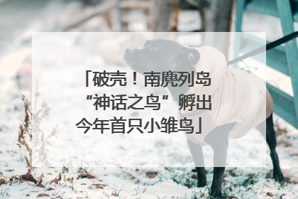 破壳！南麂列岛“神话之鸟”孵出今年首只小雏鸟