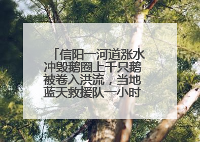 信阳一河道涨水冲毁鹅圈上千只鹅被卷入洪流，当地蓝天救援队一小时赶鹅上岸