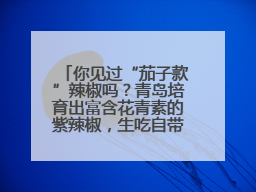 你见过“茄子款”辣椒吗？青岛培育出富含花青素的紫辣椒，生吃自带水果甜