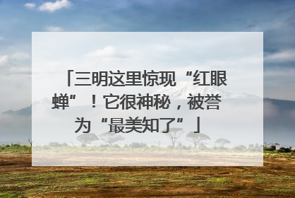 三明这里惊现“红眼蝉”！它很神秘，被誉为“最美知了”