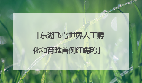 东湖飞鸟世界人工孵化和育雏首例红嘴鸥