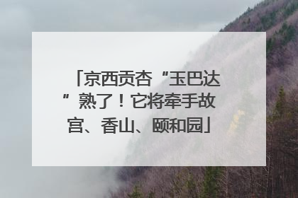 京西贡杏“玉巴达”熟了！它将牵手故宫、香山、颐和园