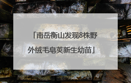 南岳衡山发现8株野外绒毛皂荚新生幼苗