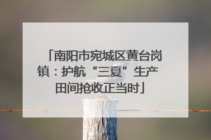 南阳市宛城区黄台岗镇：护航“三夏”生产 田间抢收正当时