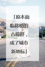 原本面临移植的古樟群，成了城市新地标