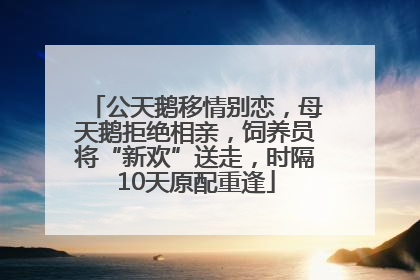 公天鹅移情别恋，母天鹅拒绝相亲，饲养员将“新欢”送走，时隔10天原配重逢