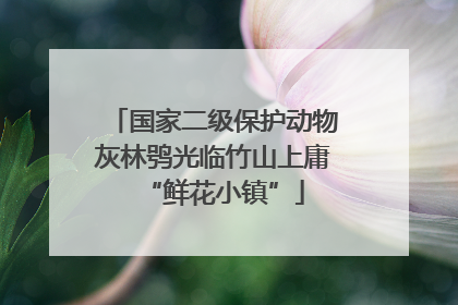 国家二级保护动物灰林鸮光临竹山上庸“鲜花小镇”