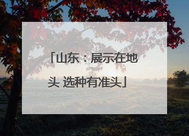 山东：展示在地头 选种有准头