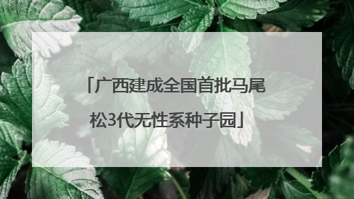 广西建成全国首批马尾松3代无性系种子园