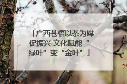 广西苍梧以茶为媒促振兴 文化赋能“绿叶”变“金叶”
