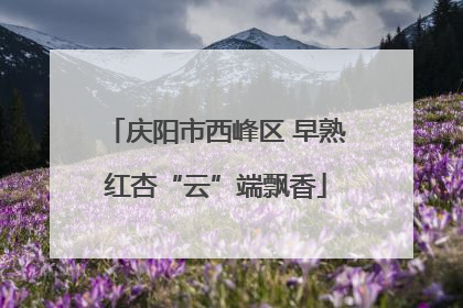 庆阳市西峰区 早熟红杏“云”端飘香