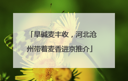 旱碱麦丰收，河北沧州带着麦香进京推介