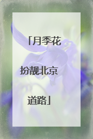 月季花扮靓北京道路