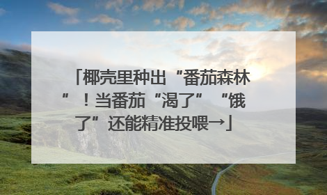 椰壳里种出“番茄森林”！当番茄“渴了”“饿了”还能精准投喂→
