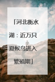 河北衡水湖：近万只夏候鸟进入繁殖期