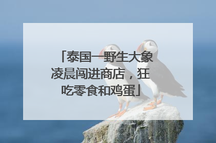 泰国一野生大象凌晨闯进商店，狂吃零食和鸡蛋