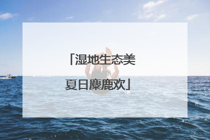 湿地生态美 夏日麋鹿欢