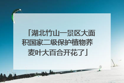 湖北竹山一景区大面积国家二级保护植物荞麦叶大百合开花了