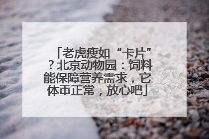 老虎瘦如“卡片”？北京动物园：饲料能保障营养需求，它体重正常，放心吧