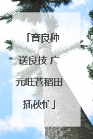 育良种 送良技 广元旺苍稻田插秧忙