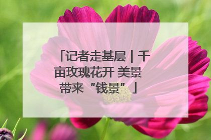 记者走基层｜千亩玫瑰花开 美景带来“钱景”