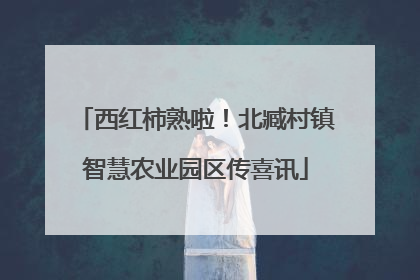 西红柿熟啦！北臧村镇智慧农业园区传喜讯