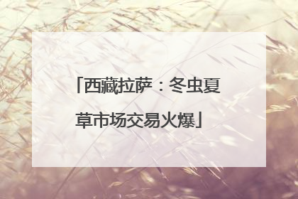 西藏拉萨：冬虫夏草市场交易火爆