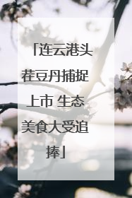 连云港头茬豆丹捕捉上市 生态美食大受追捧