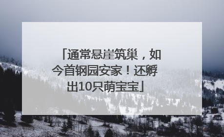 通常悬崖筑巢，如今首钢园安家！还孵出10只萌宝宝