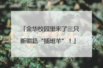 金华校园里来了三只新疆籍“插班羊”！