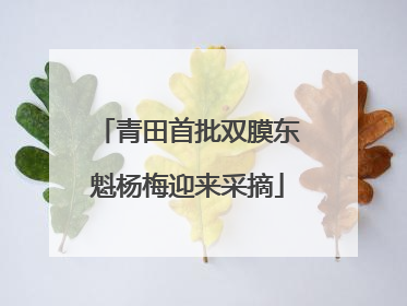 青田首批双膜东魁杨梅迎来采摘