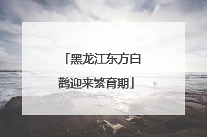 黑龙江东方白鹳迎来繁育期