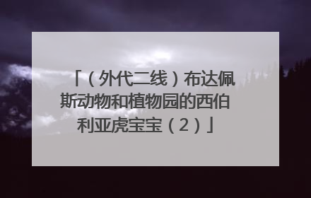 （外代二线）布达佩斯动物和植物园的西伯利亚虎宝宝（2）