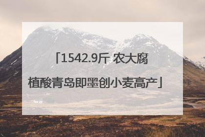1542.9斤 农大腐植酸青岛即墨创小麦高产