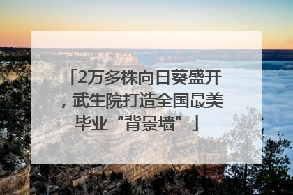 2万多株向日葵盛开，武生院打造全国最美毕业“背景墙”